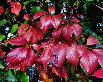 Virginia-Creeper