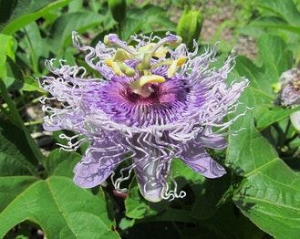 Purple Passion-Flower
