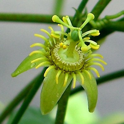 Passiflora suberosa, Corky-Stem Passion-Flower