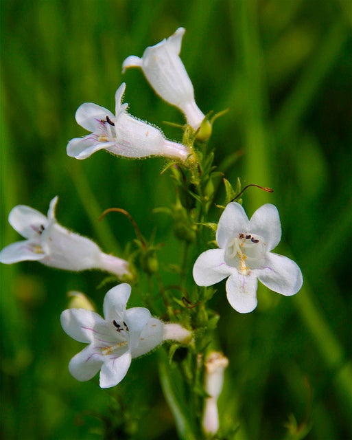 Foxglove Beardtongue