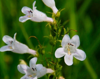 Foxglove Beardtongue