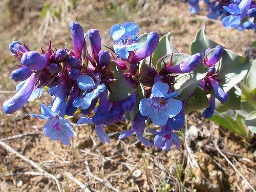 Waxy-Leaf Beardtongue
