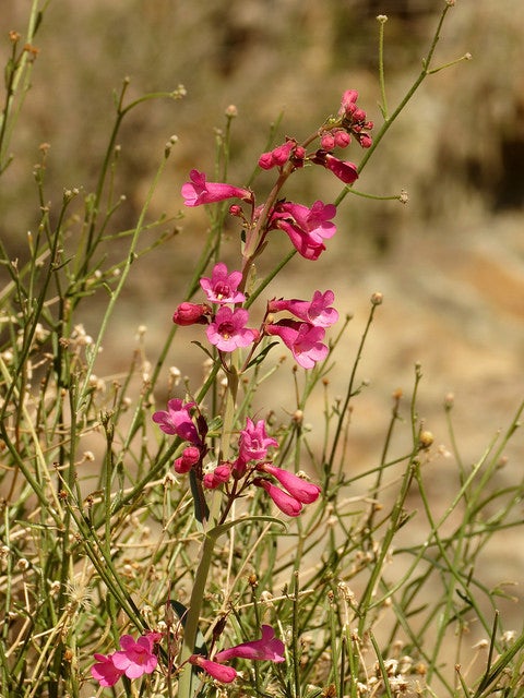 Parry's Penstemon