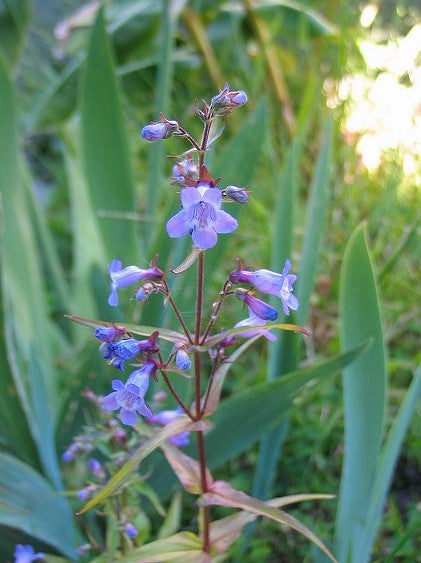 Gulf Coast Penstemon