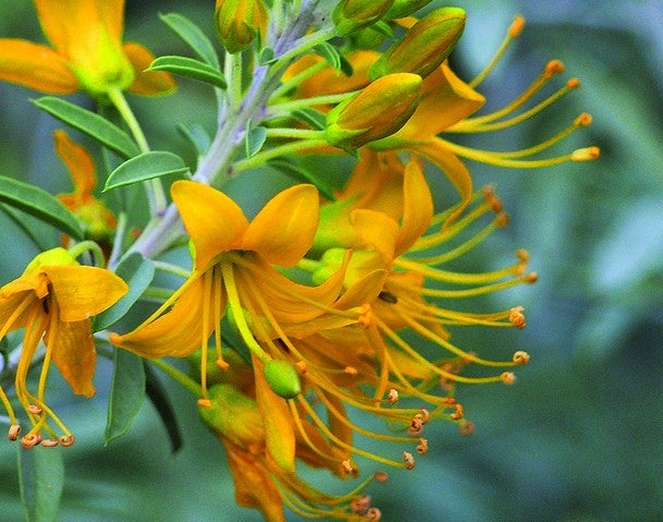 Bladder-Pod Beeplant