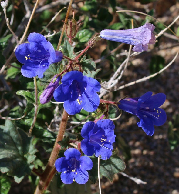 Desert Bluebell