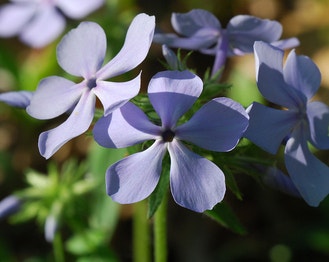 Wild Blue Phlox