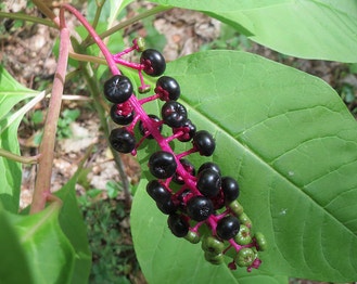 American Pokeweed