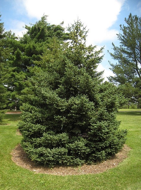 White Spruce