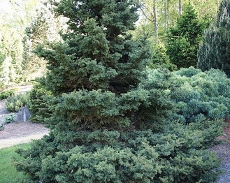 Red Spruce