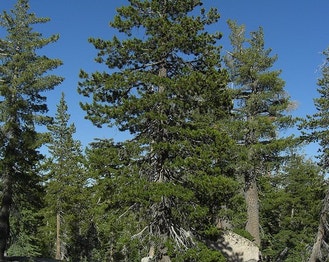 Lodgepole Pine