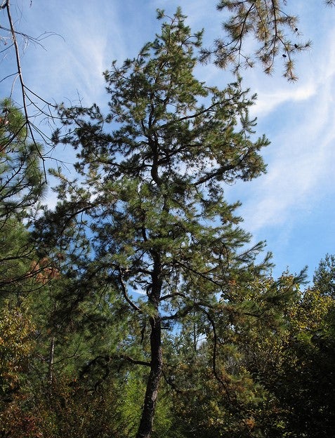 Short-Leaf Pine