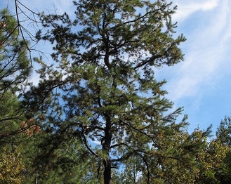 Short-Leaf Pine