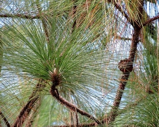 Long-Leaf Pine