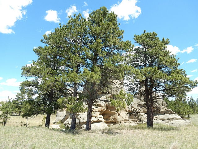 Ponderosa Pine
