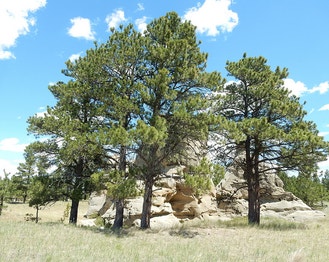 Ponderosa Pine