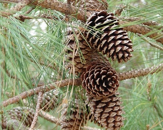 Pitch Pine