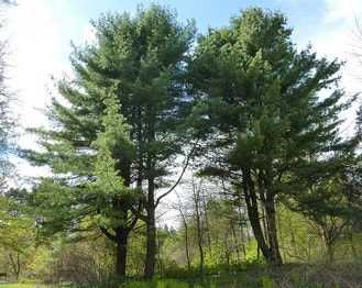 Eastern White Pine