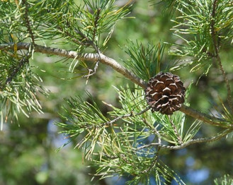 Virginia Pine