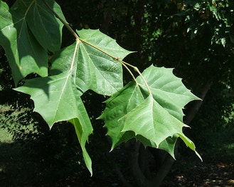American Sycamore