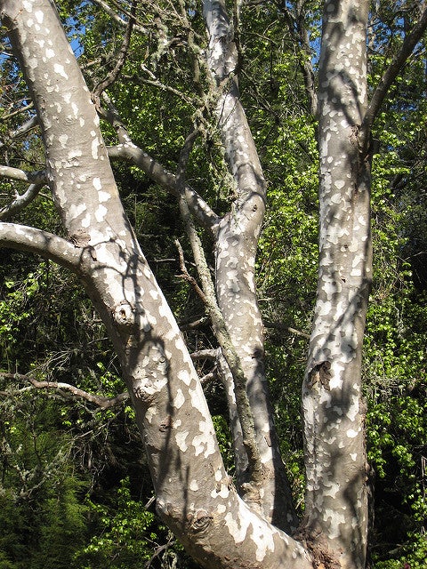 Western Sycamore