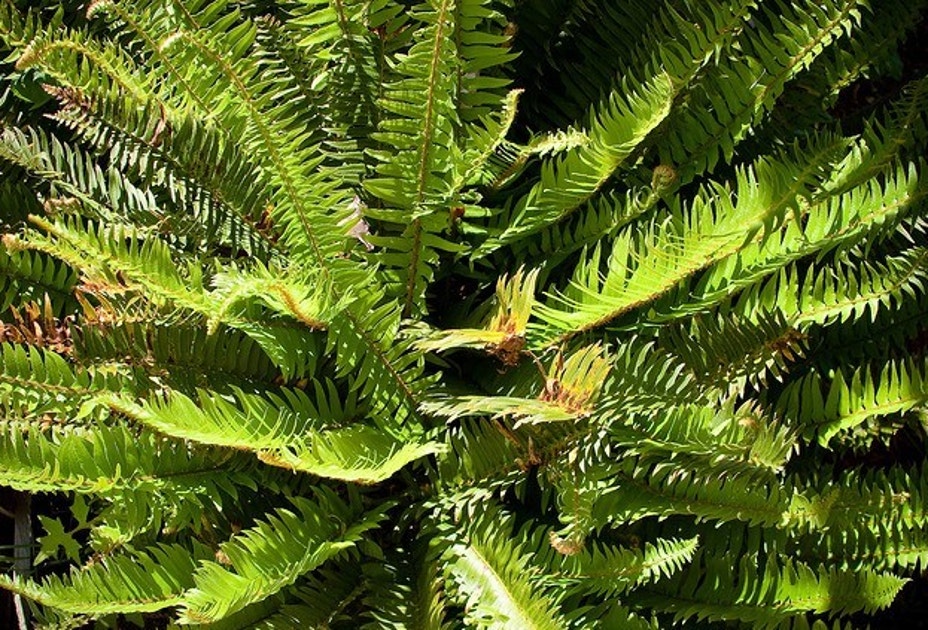 Fern Riffle Western Sword Fern | Audubon