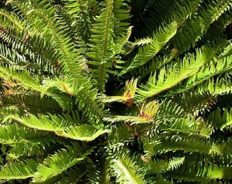 Western Sword Fern