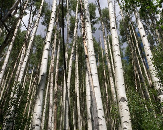 Quaking Aspen