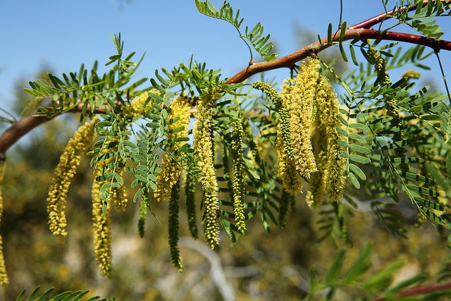 Velvet Mesquite