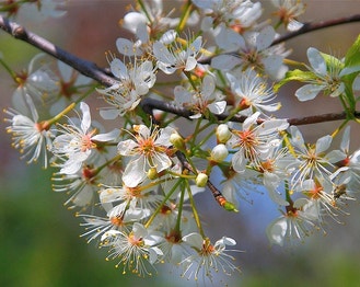 American Plum