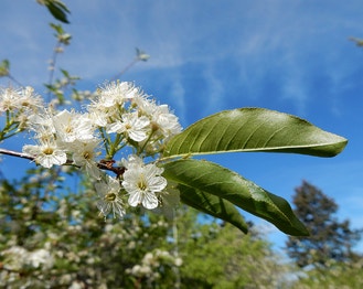 Bitter Cherry