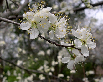 Bigtree Plum