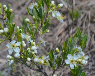 Great Lakes Sand Cherry