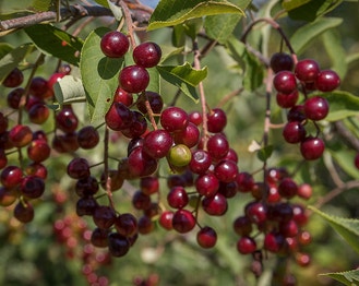 Choke Cherry