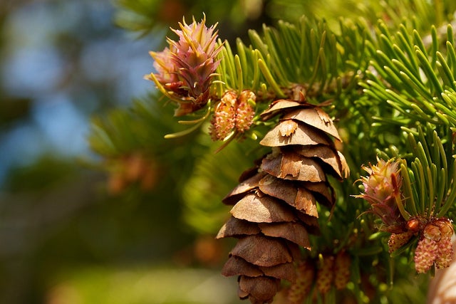 Douglas-Fir
