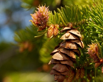 Douglas-Fir
