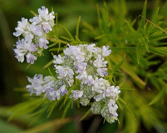 Narrow-Leaf Mountain-Mint