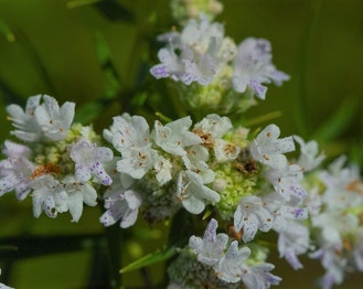 Virginia Mountain-Mint
