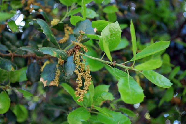 Coast Live Oak