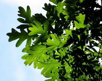Northern White Oak