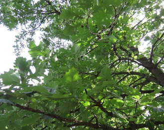 Swamp White Oak