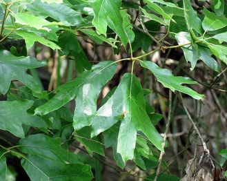 Southern Red Oak