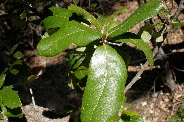 Plateau Oak