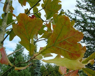 Blackjack Oak