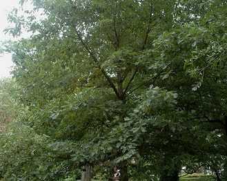 Swamp Chestnut Oak