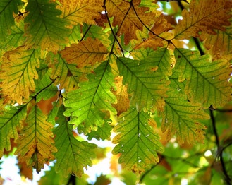 Chestnut Oak