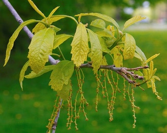Chinkapin Oak