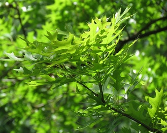 Pin Oak