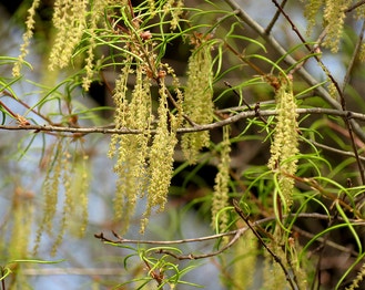 Willow Oak