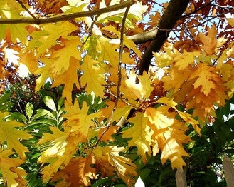 Northern Red Oak